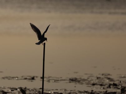 minimalisme par Thierry