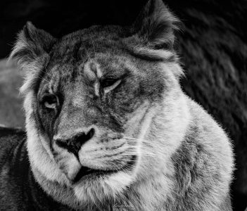 Lions par Flavien