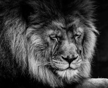 Lions par Flavien