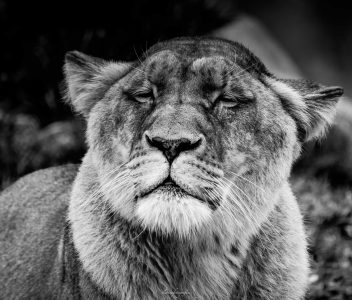 Lions par Flavien