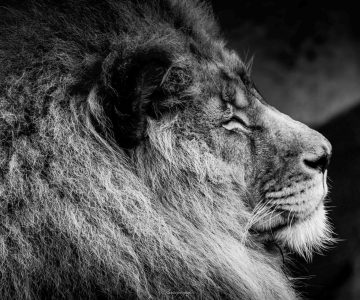 Lions par Flavien
