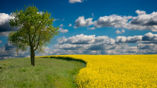 Jaune Colza par Rémi