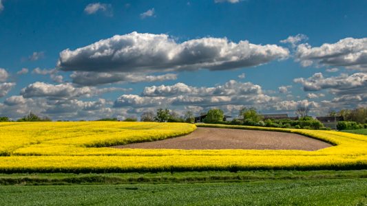 Jaune Colza par Rémi