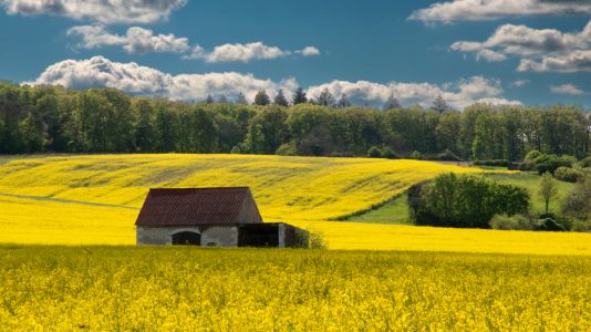 Jaune Colza par Rémi