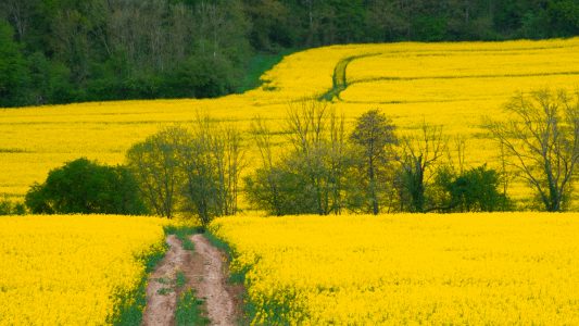 Jaune Colza par Rémi