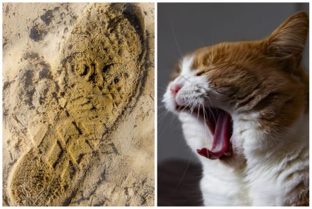 pas chat par Odile