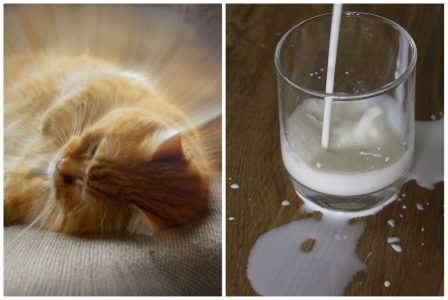 chat lait par Odile