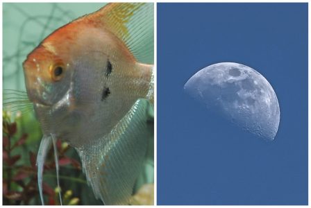 poisson lune par Sylvia