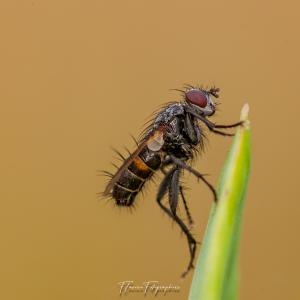 insectes par Flavien106