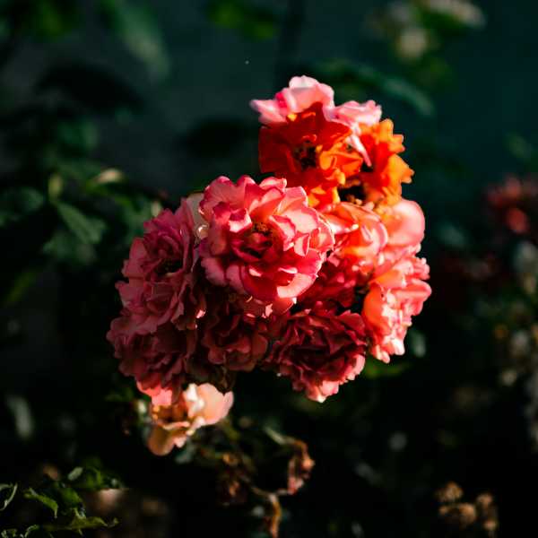 202606 01 Roses Chédigny 031