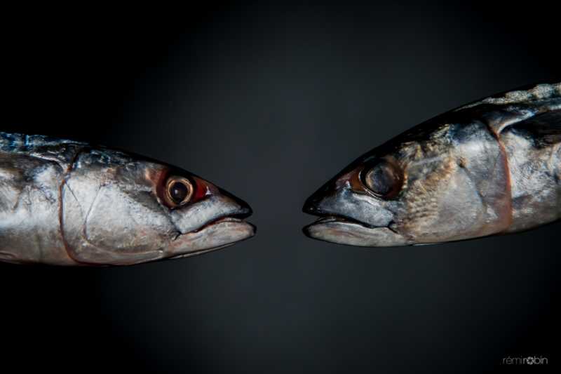 EXP 2022 CHA RRO 100 EXP 2022 CHA RRO 100