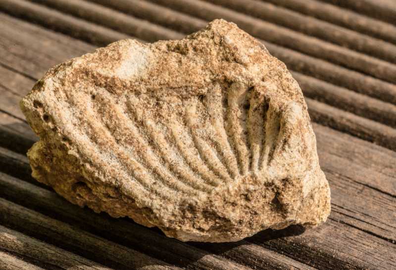 EXP 2022 ESV RRO 100 EXP 2022 ESV RRO 100