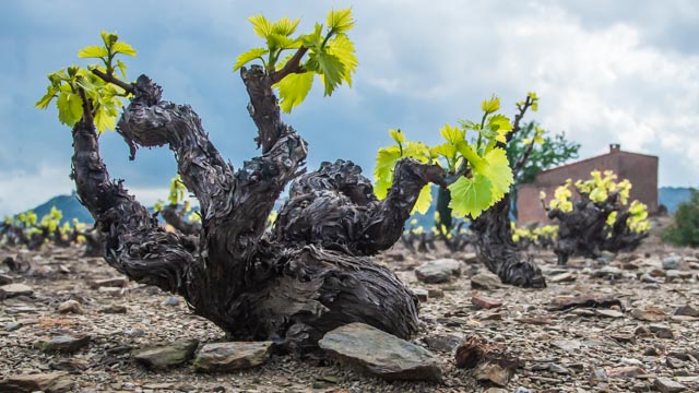 T30 2023 GRO RRO 102