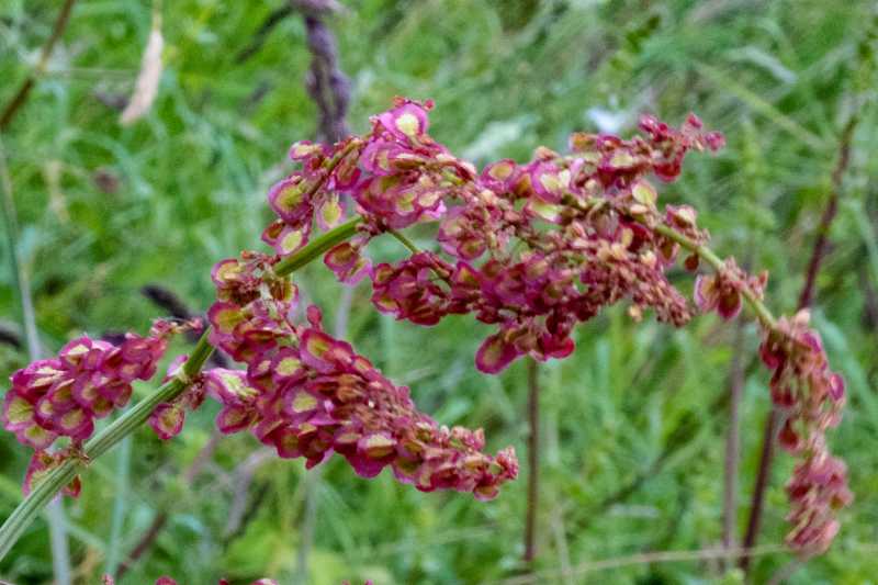 T30 2023 FLS RRO 101