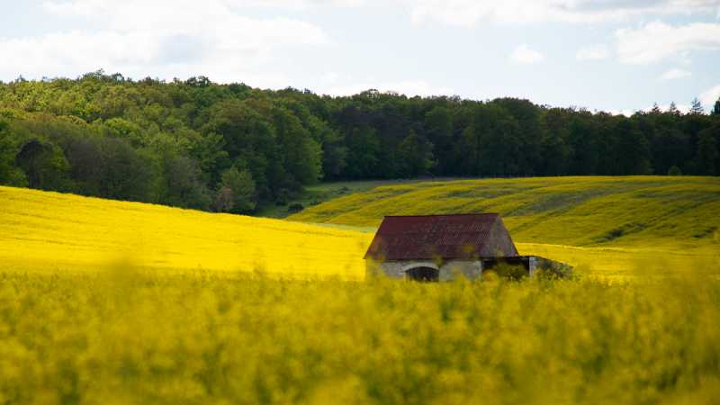 TRPE 24 RR 04 Colza 104