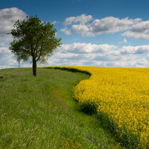 TRPE 24 RR 04 Colza 100