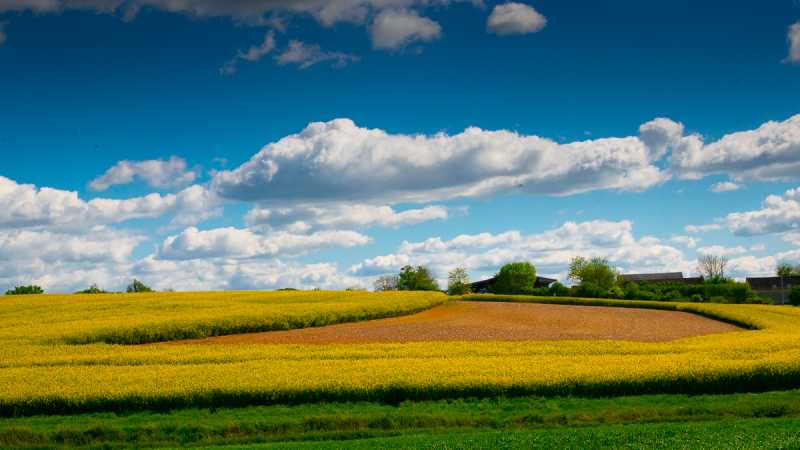 TRPE 24 RR 04 Colza 102