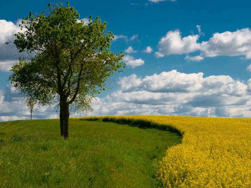 TRPE 24 RR 04 Colza 101