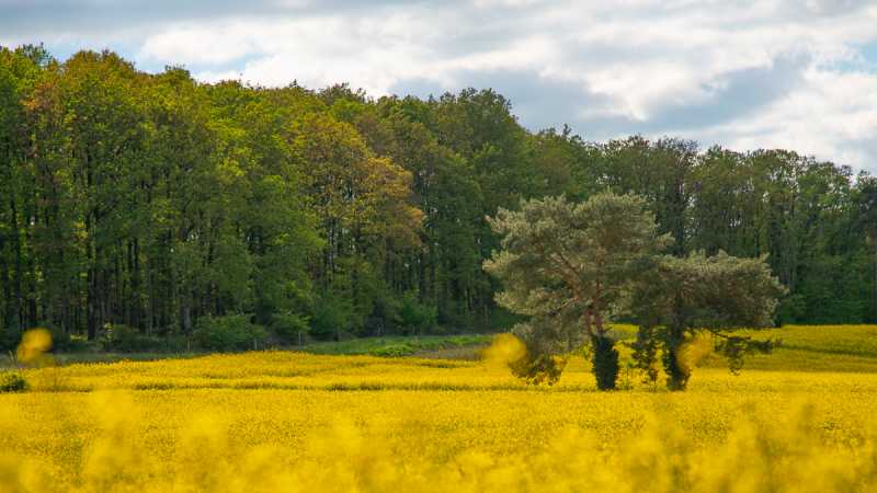 TRPE 24 RR 04 Colza 103