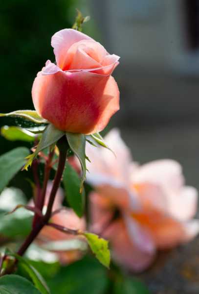 DIV 2024 CHE RRO 101 DIV 2024 CHE RRO 101