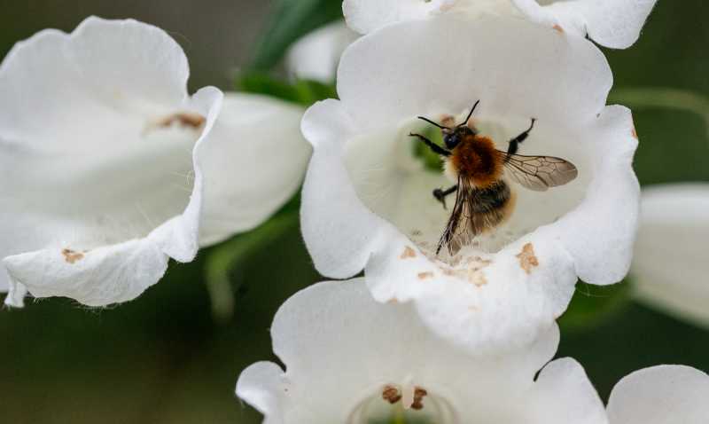 DIV 2024 CHE RRO 110 DIV 2024 CHE RRO 110