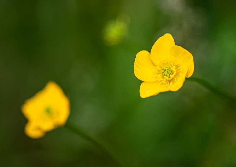 DIV 2024 CHE RRO 103 DIV 2024 CHE RRO 103