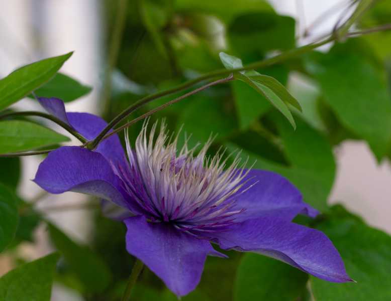 DIV 2024 CHE RRO 104 DIV 2024 CHE RRO 104