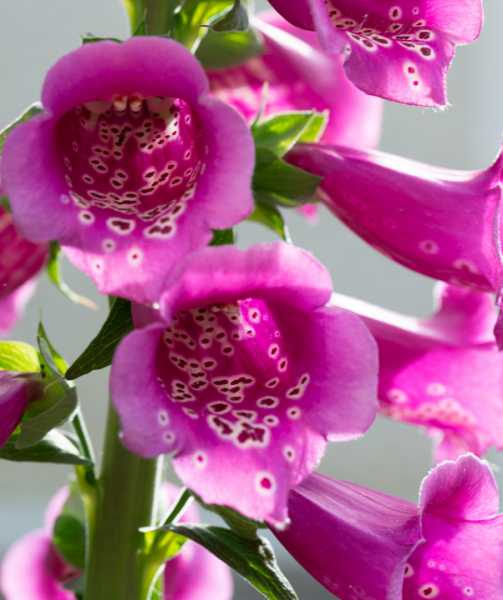 DIV 2024 CHE RRO 102 DIV 2024 CHE RRO 102