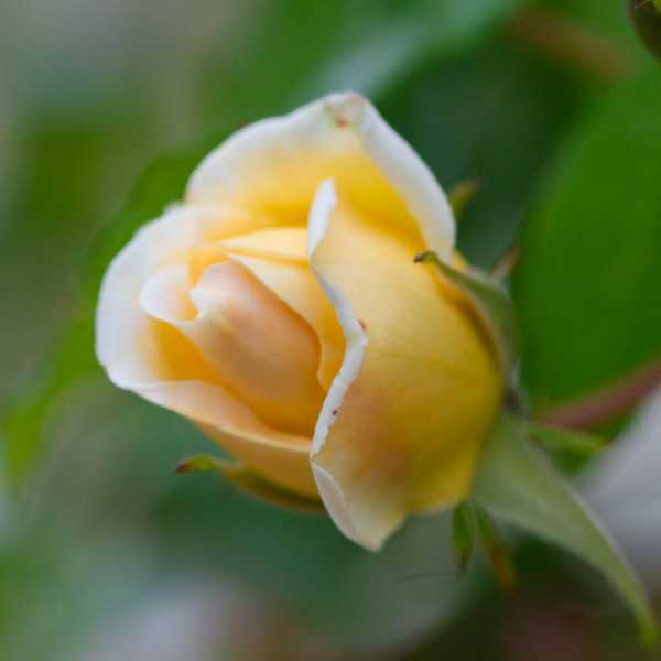 DIV 2024 CHE RRO 106 DIV 2024 CHE RRO 106