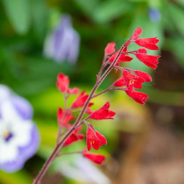 DIV 2024 CHE RRO 105 DIV 2024 CHE RRO 105