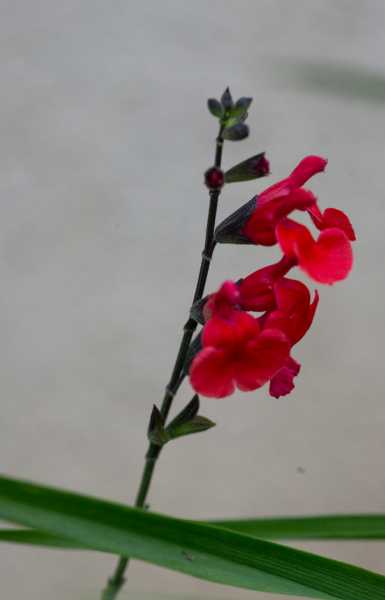 DIV 2024 CHE RRO 107 DIV 2024 CHE RRO 107