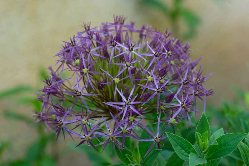 DIV 2024 CHE RRO 109 DIV 2024 CHE RRO 109