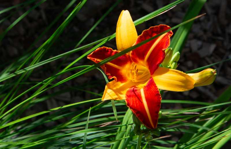 2024 07 Chaumont  100