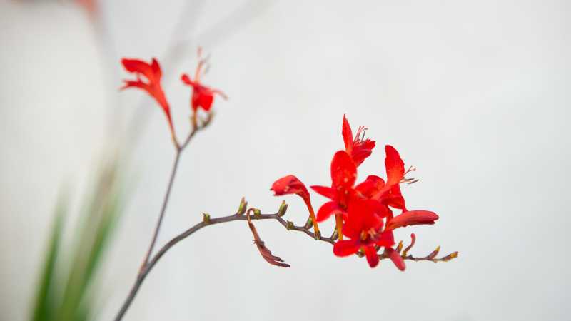 2024 07 Chaumont  101