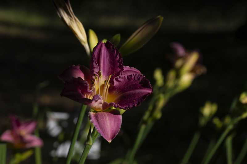 2025 botanique RR 103 2025 botanique RR 103