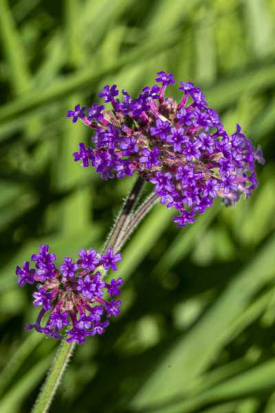 2025 botanique RR 104 2025 botanique RR 104