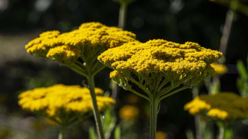 2025 botanique RR 100 2025 botanique RR 100