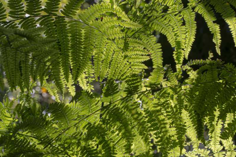 2025 botanique RR 102 2025 botanique RR 102