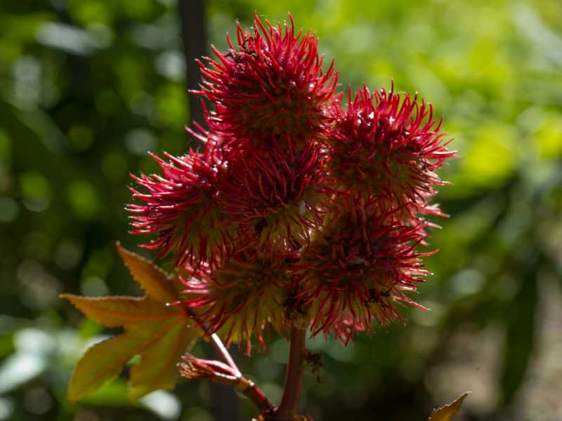 2025 botanique RR 101 2025 botanique RR 101