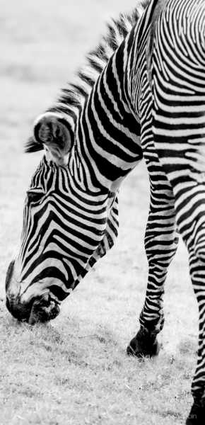 zebre 3 100 zebre 3 100