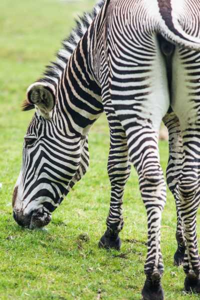 zebre 2 100 zebre 2 100
