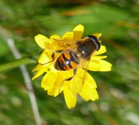 971 VDD 1 SME 971 VDD 1 SME