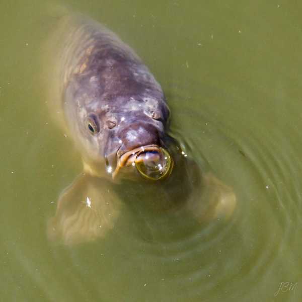 T15 2021 FRI JCM 105 T15 2021 FRI JCM 105