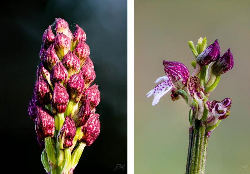 IMG 0235+0308 IMG 0235+0308