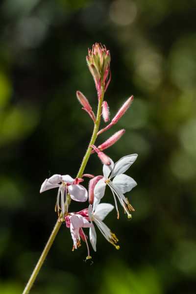 CHA 2024 JCM 102 CHA 2024 JCM 102