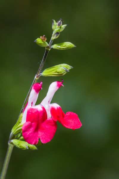 CHA 2024 JCM 104 CHA 2024 JCM 104