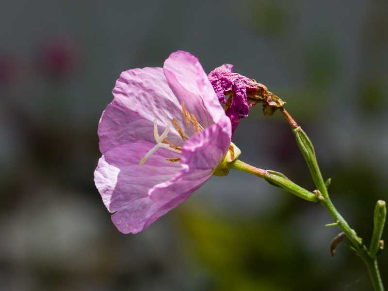 CHA 2024 JCM 105 CHA 2024 JCM 105