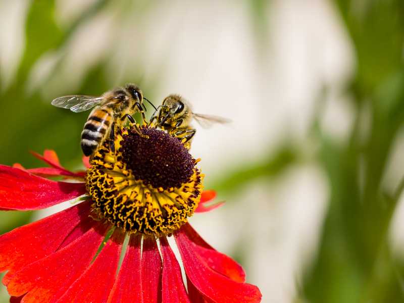 CHA 2024 JCM 109 CHA 2024 JCM 109