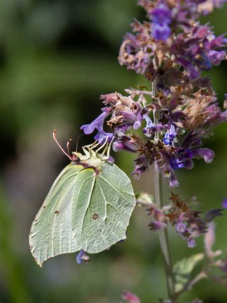 CHA 2024 JCM 110 CHA 2024 JCM 110