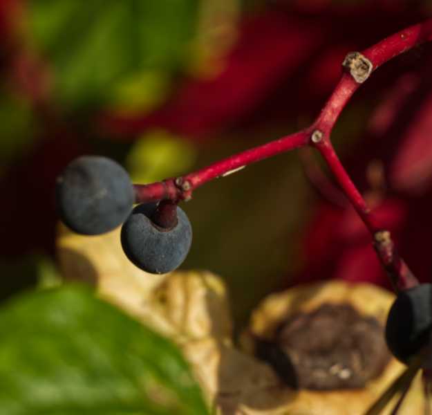 T15 2022 AUT MBO 102